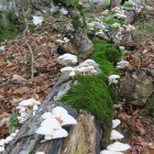 IMG_5732.jpg